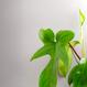 Best Plant Shop Berlin - The Botanical Room