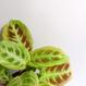Pflanzen kaufen: Maranta light veins | The Botanical Room