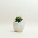 Eggshell Re-Planter #1