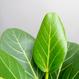 Ficus benghalensis
