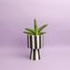 Toppu Pot - S inkl. Sansevieria