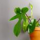Best Plant Shop Berlin - The Botanical Room