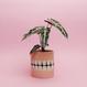 Denture Pot - S