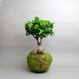 Kokedama Ficus ginseng