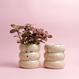 Belly Planter - creme