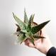 Aloe cv. Jeff Karsner