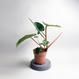 Philodendron billietiae