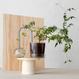 Plant Straw