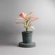 Aglaonema commutatum - "Pink Valentine"