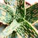 Aloe cv. Jeff Karsner