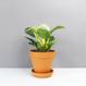 Philodendron Birkin kaufen - The Botanical Room