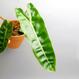 Best Plant Shop Berlin - The Botanical Room