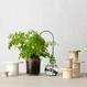 Plant Straw