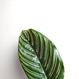 Calathea ornata kaufen - The Botanical Room