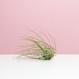 Tillandsia argentea