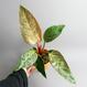 Philodendron Pink Bikini kaufen - The Botanical Room