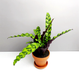 Calathea lancifolia