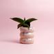 Belly Planter - rosa/hellblau