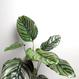 Calathea ornata kaufen - The Botanical Room