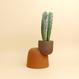Cactopot 1