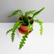 Best Plant Shop Berlin - The Botanical Room