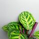 Calathea roseopicta