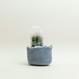 Eggshell Re-Planter #5