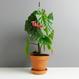 Begonia "Snowcap"