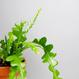 Best Plant Shop Berlin - The Botanical Room