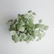Kalanchoe bracteata