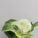 Philodendron Birkin kaufen - The Botanical Room