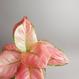 Aglaonema commutatum - "Pink Valentine"