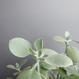 Kalanchoe bracteata