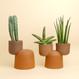 Cactopot 2
