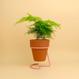 Best Plant Shop - The Botanical Room