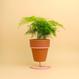 Best Plant Shop - The Botanical Room