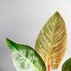 Philodendron Pink Bikini kaufen - The Botanical Room