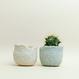 Eggshell Re-Planter #2