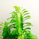 Best plant shop Berlin - The Botanical Room