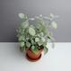 Kalanchoe bracteata