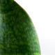 Sansevieria masoniana 