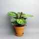 Calathea roseopicta