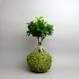 Kokedama Ficus ginseng