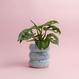 Belly Planter - S