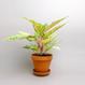 Zimmerpflanzen, houseplants Berlin, Aglaonema kaufen - The Botanical Room