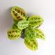 Pflanzen kaufen: Maranta light veins | The Botanical Room