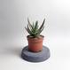 Aloe cv. Jeff Karsner