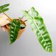 Philodendron billietiae