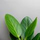 Ficus benghalensis