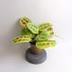 Maranta leuconeura "Fantasy - Light Veins"